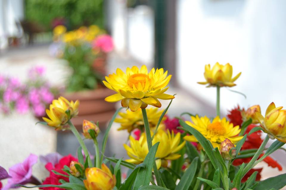 Fiori del giardino