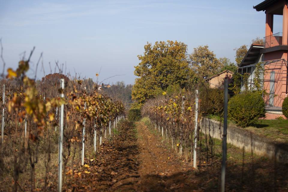 Le vigne