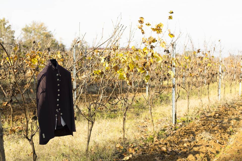 Le vigne