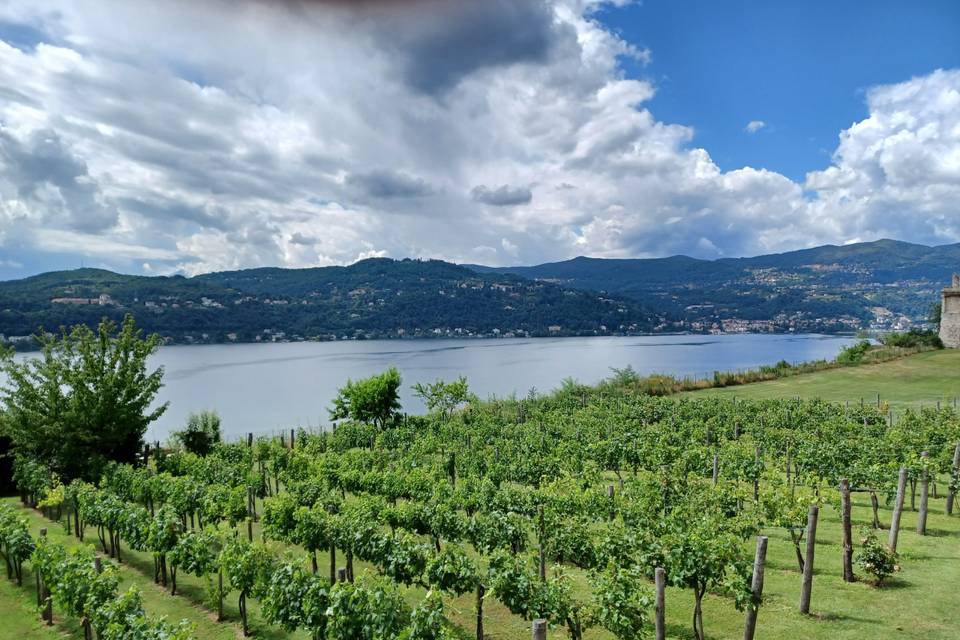 Panorama del vigneto e lago