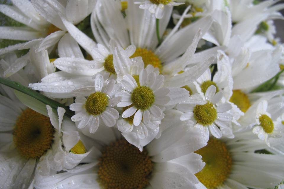 Leucanthenum e Matricaria