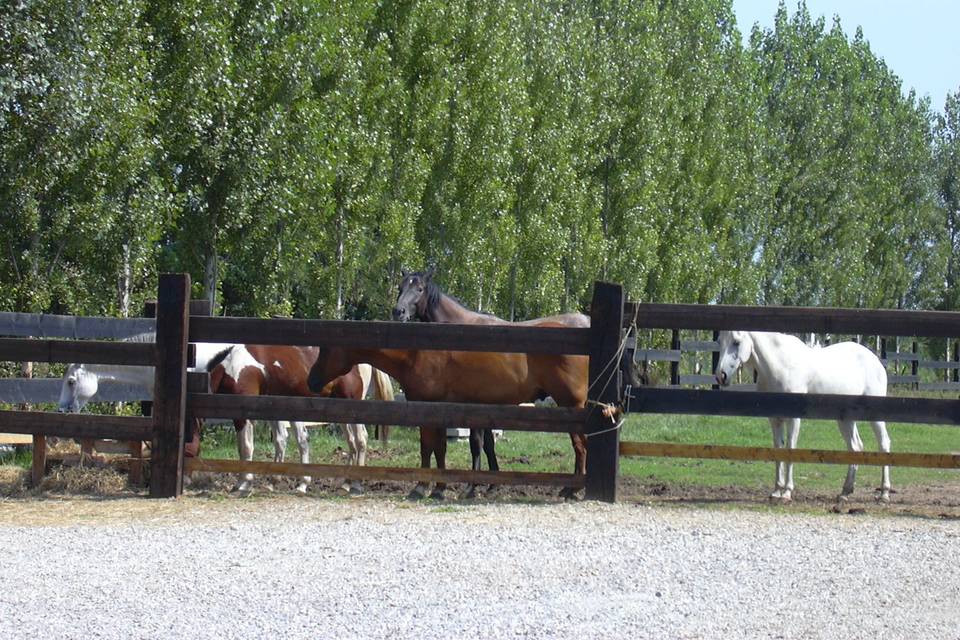 Azienda Agrituristica Cascina Quartiago