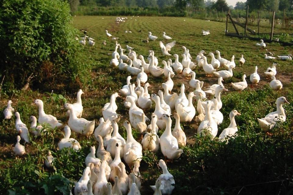 Agriturismo Cascina Rosio