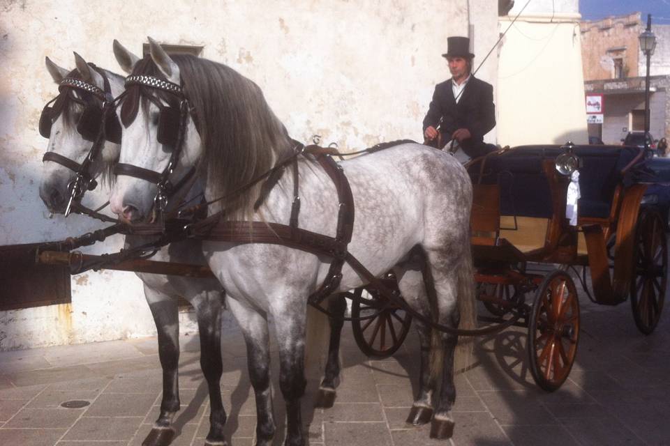 Cavalli e carrozza