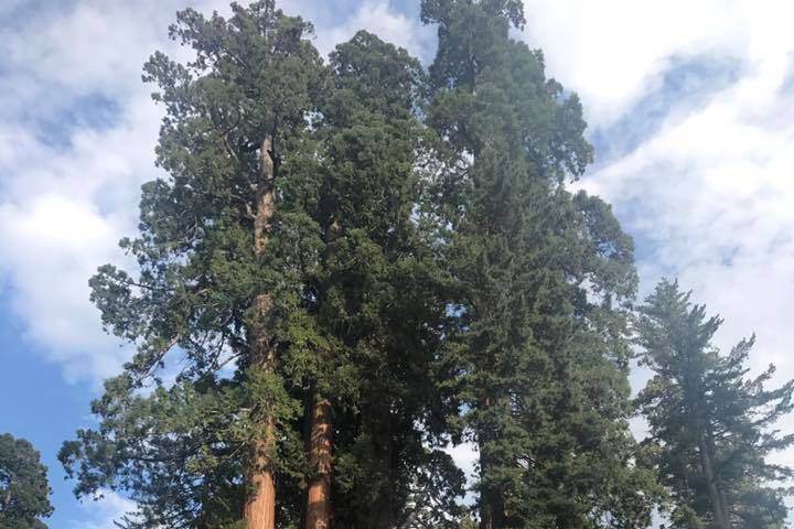 USA, Parco di Sequoia