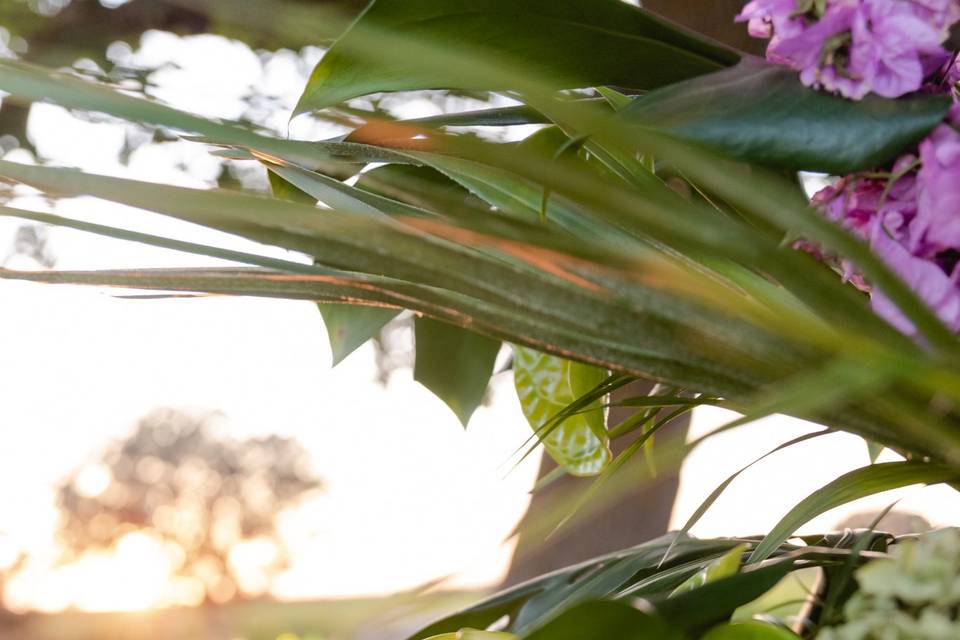 Tropicale