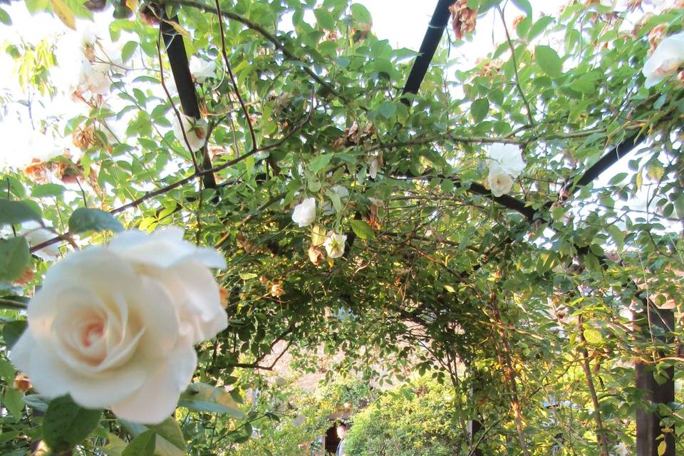 Tunnel di rose bianche