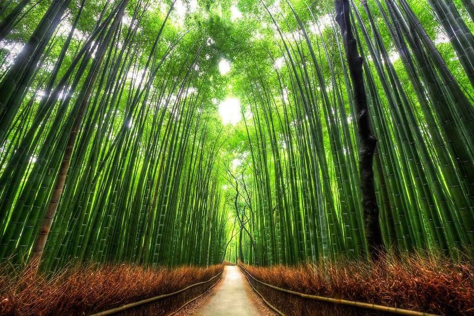 Giappone: Foresta di Bambù