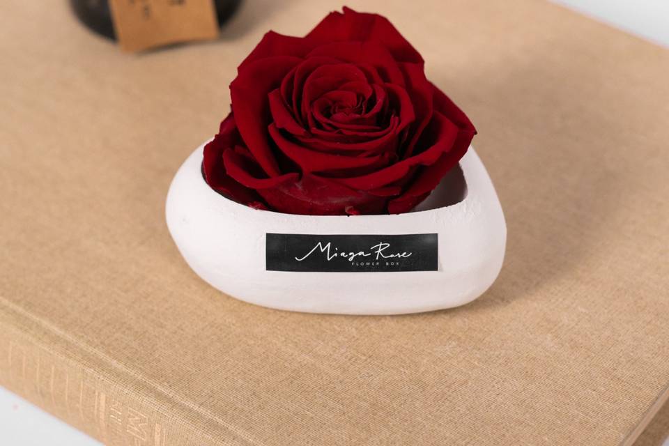 Miaga Rose