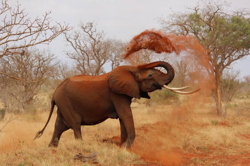 Safari in Africa