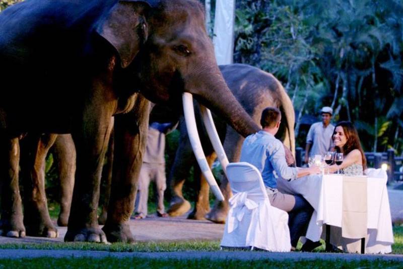 Elephant dinner