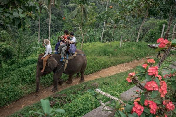 Elephant ride