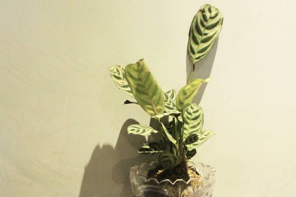 Kokedama calathea