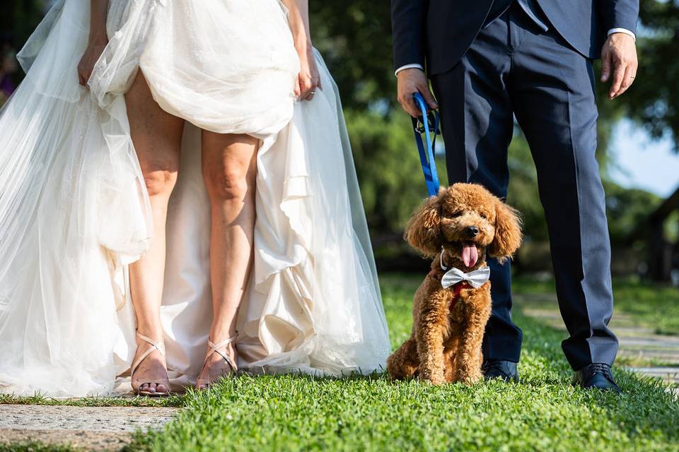 Dog at the ceremony