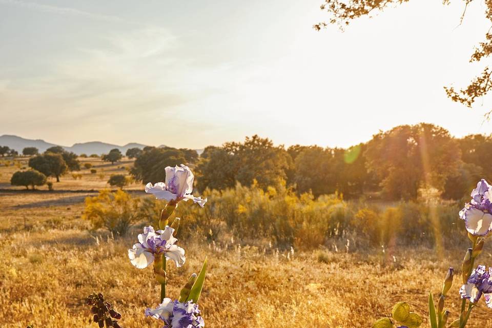 Matrimonio in campagna