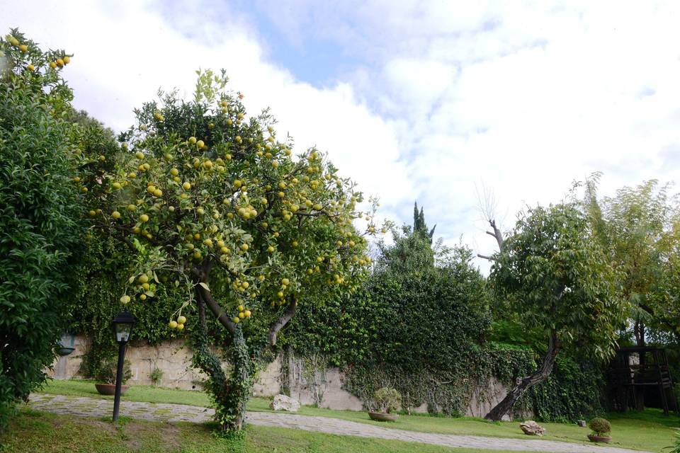 La Terra degli Aranci