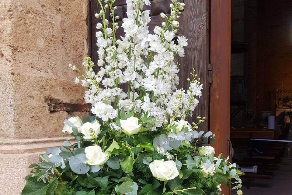 Delphinium