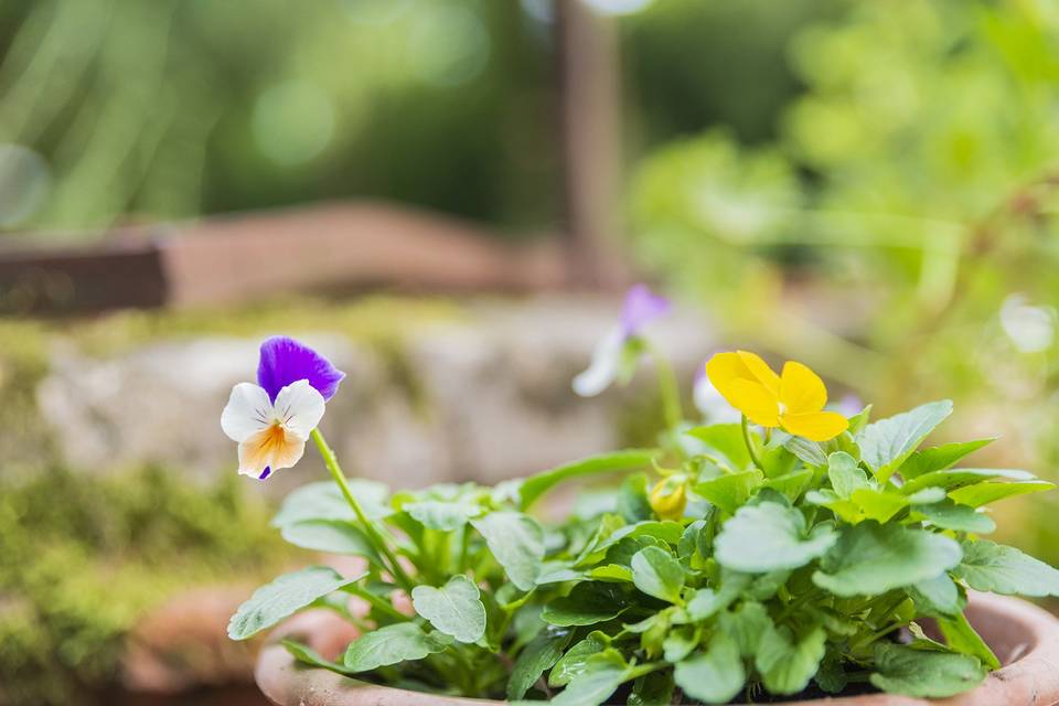 Fioritura primavera