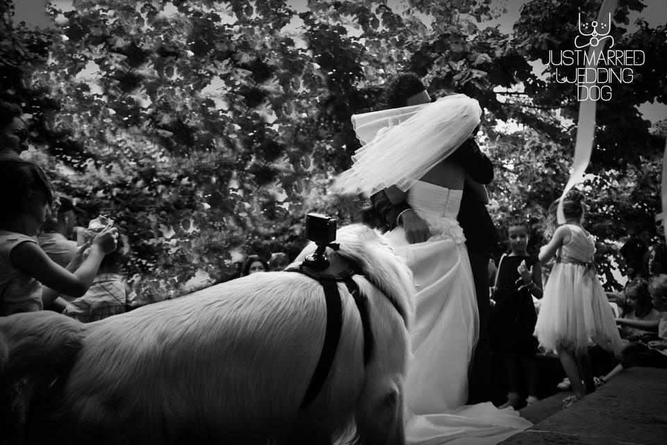 Just Married Wedding Dog