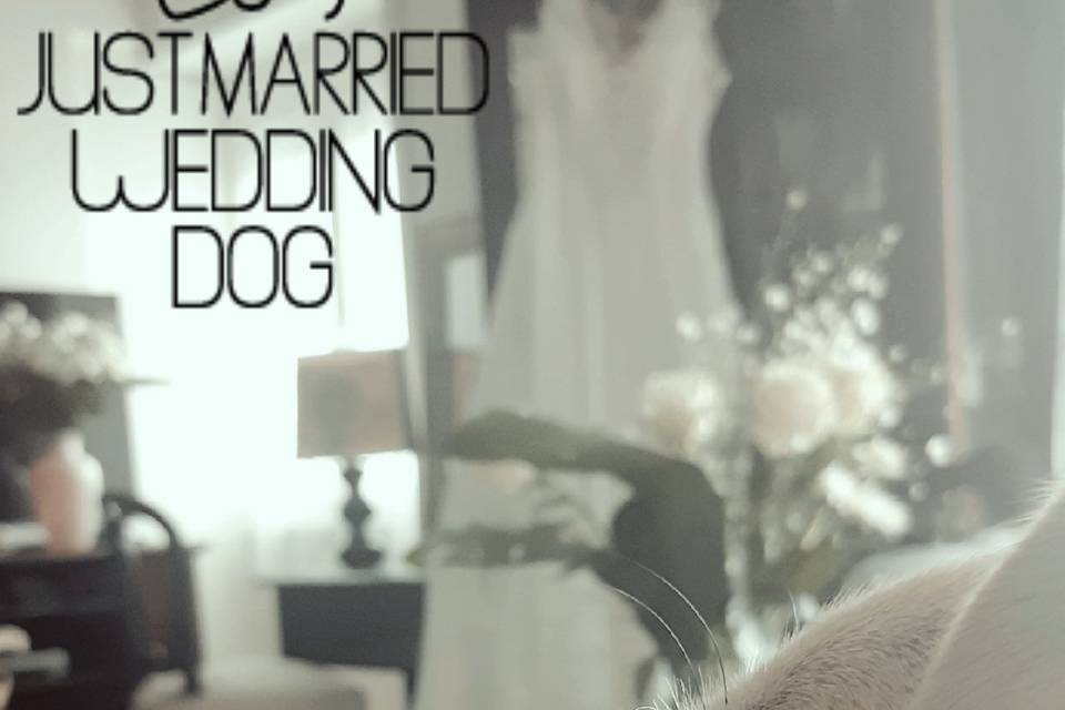 Just Married Wedding Dog