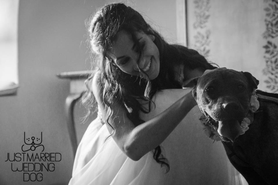 Just Married Wedding Dog