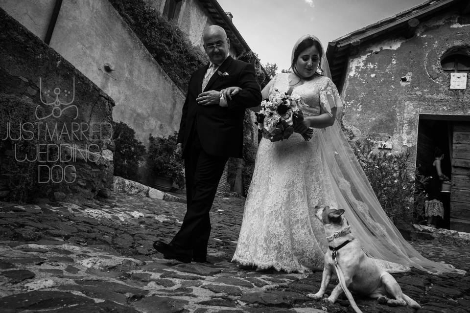 Just Married Wedding Dog