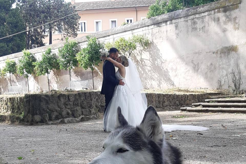 Just Married Wedding Dog