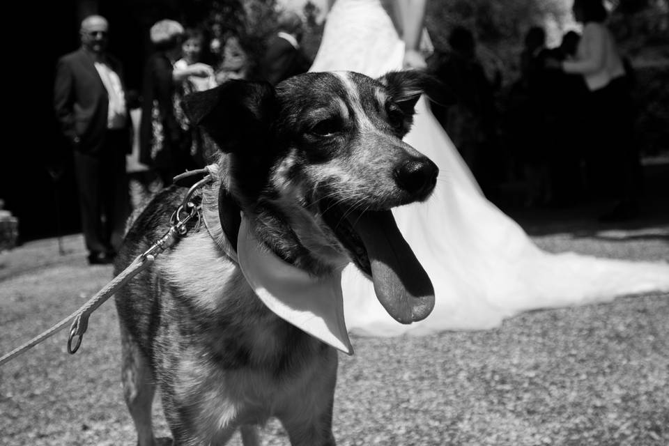 Just Married Wedding Dog