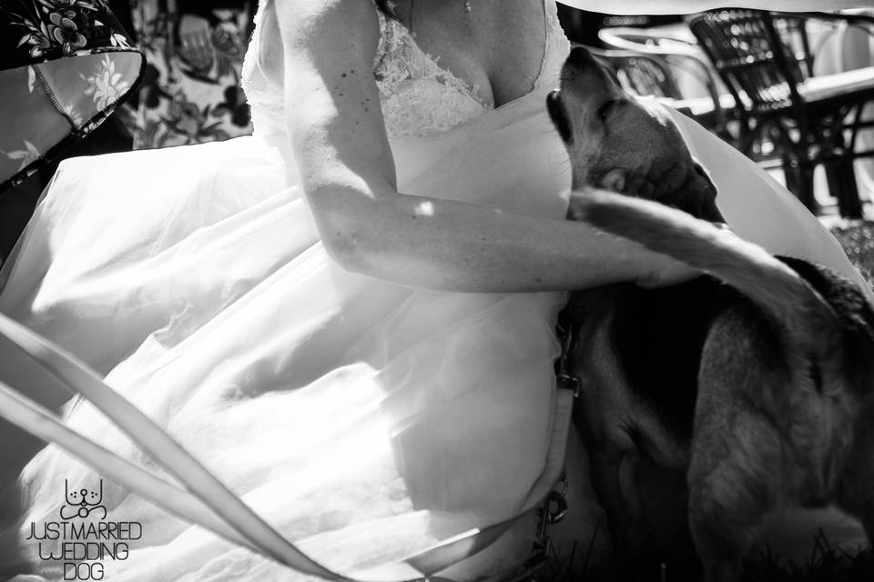 Just Married Wedding Dog