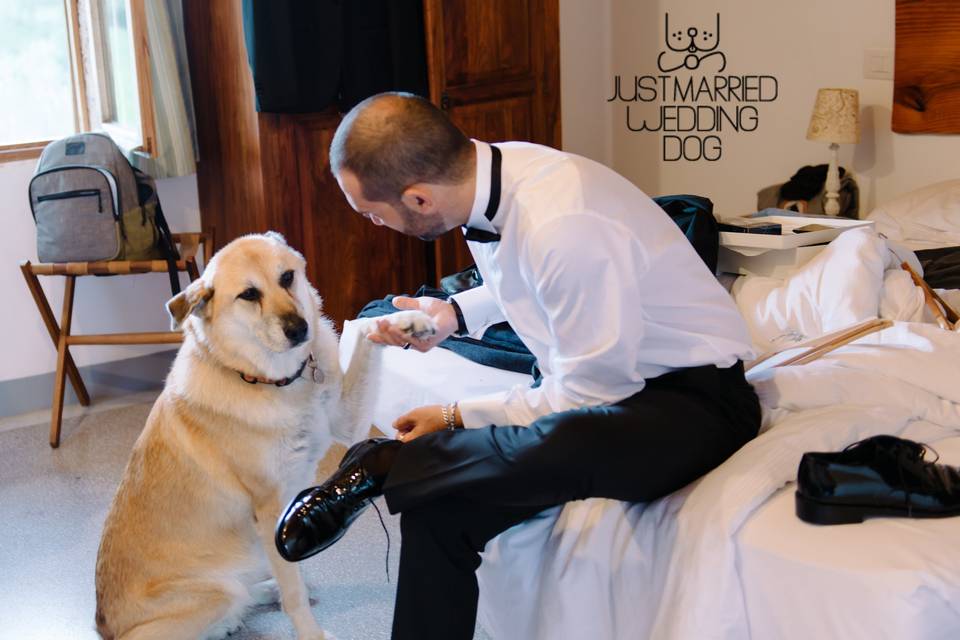 Just Married Wedding Dog