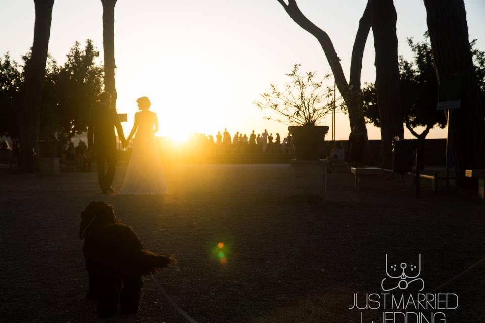 Just Married Wedding Dog