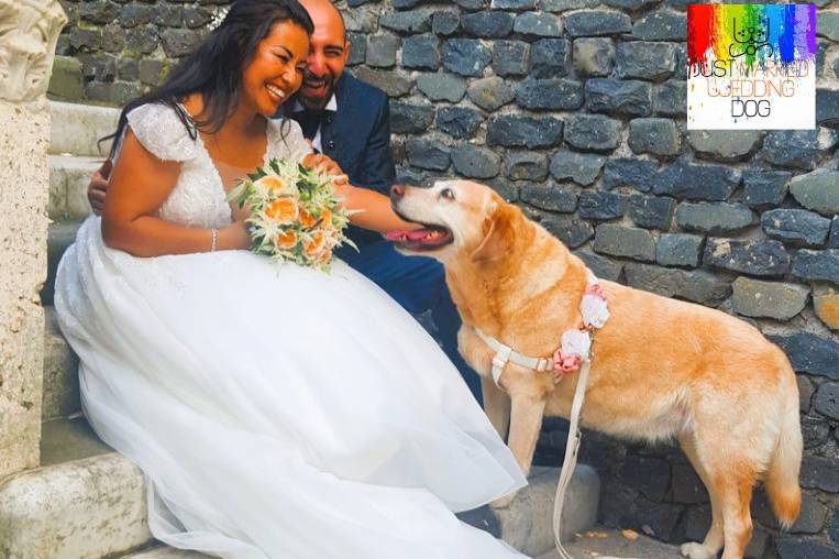 Just Married Wedding Dog