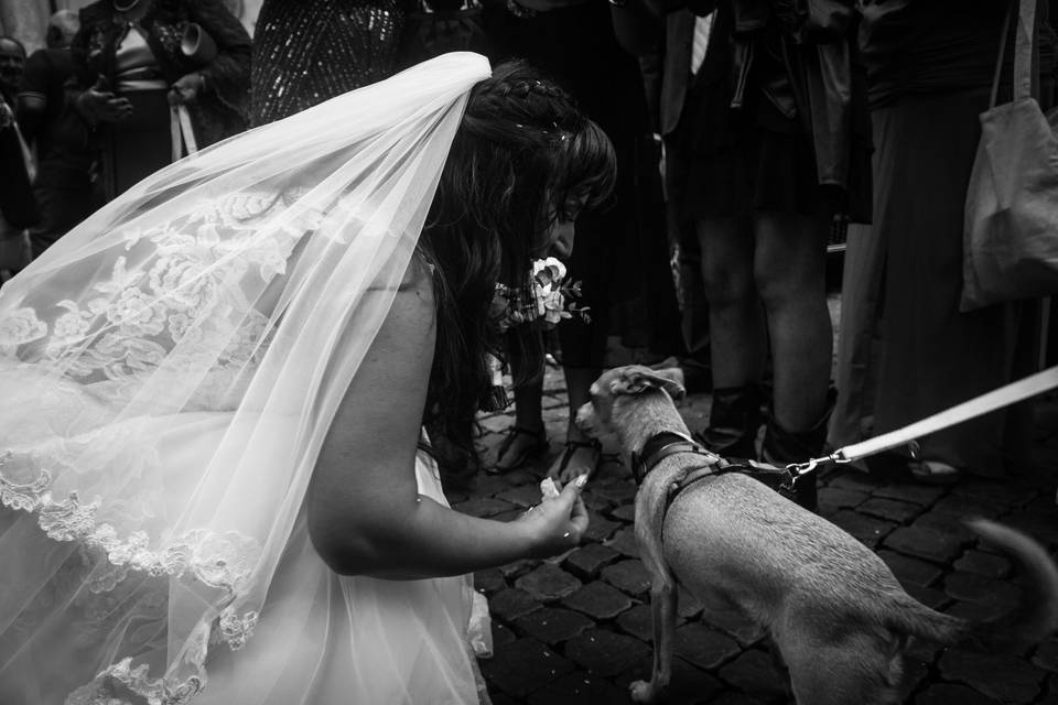 Just Married Wedding Dog