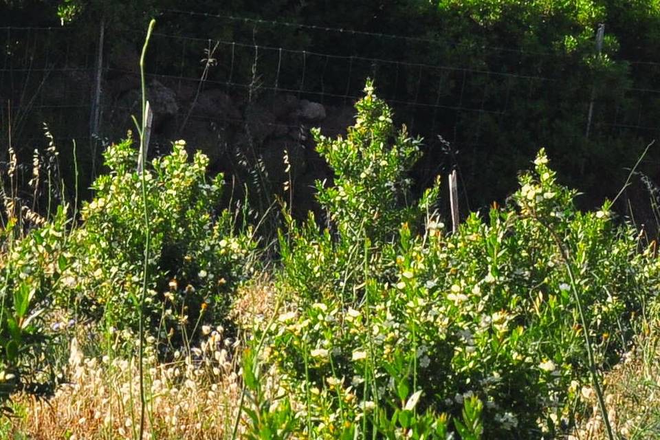 Azienda Agricola Biomirto di Tirotto Mario