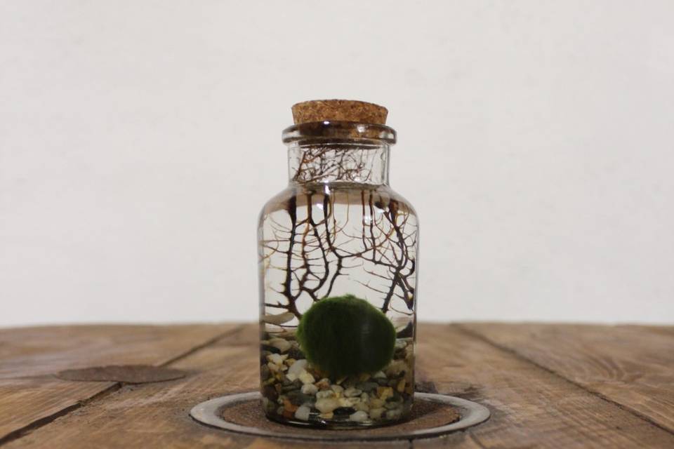 Marimo con corallo