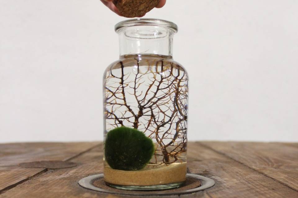 Marimo con corallo