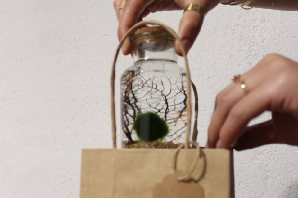 Marimo con corallo confezione