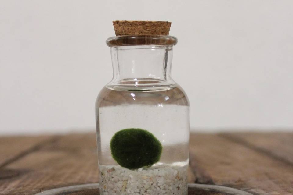 Marimo