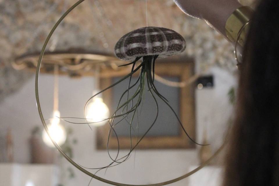 Tillandsia in cerchio