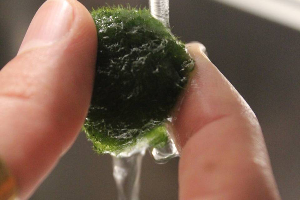 Marimo