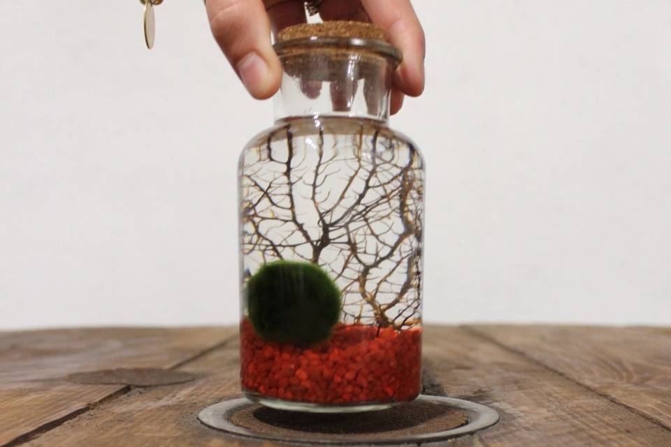 Marimo con corallo