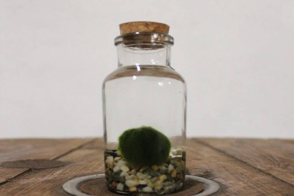 Marimo