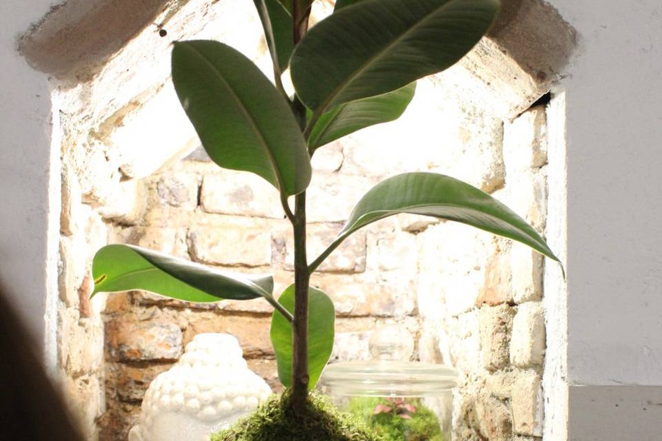 Kokedama