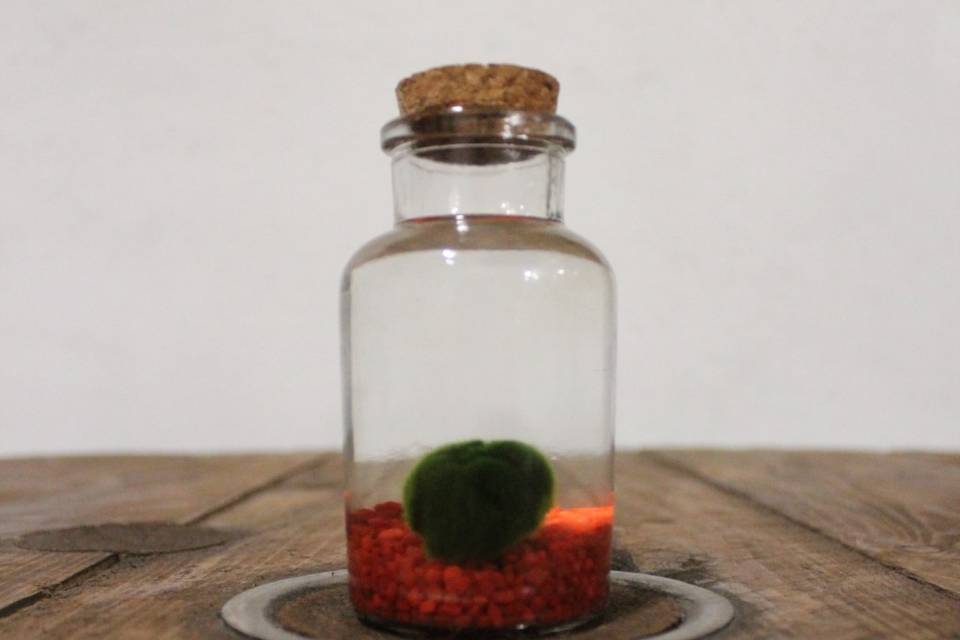 Marimo