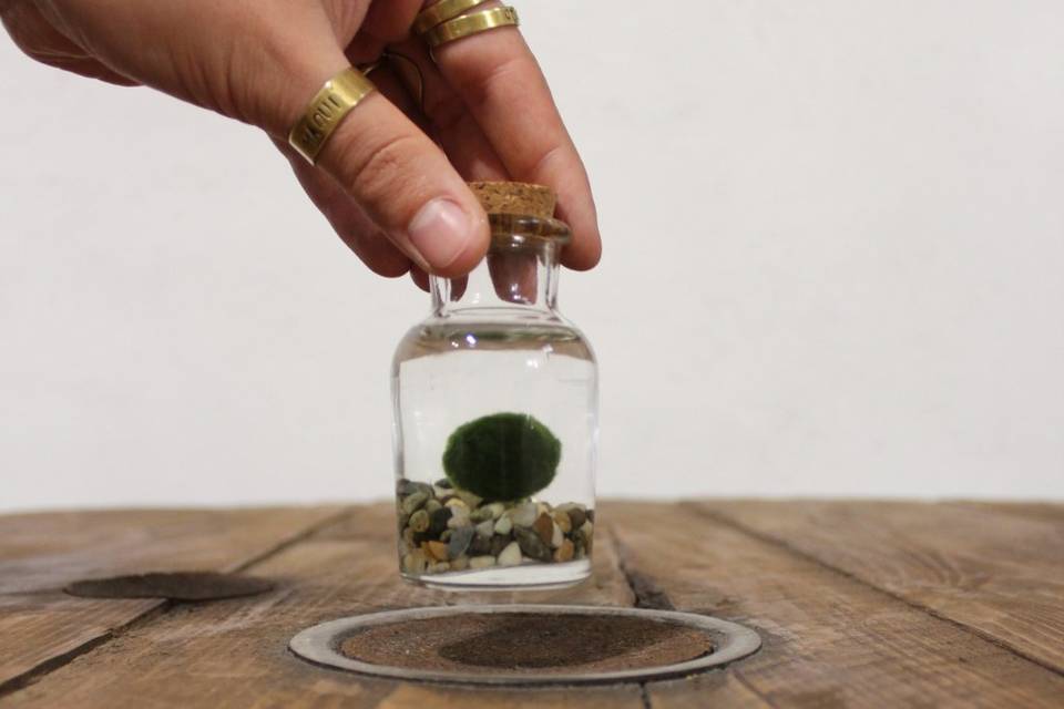 Marimo