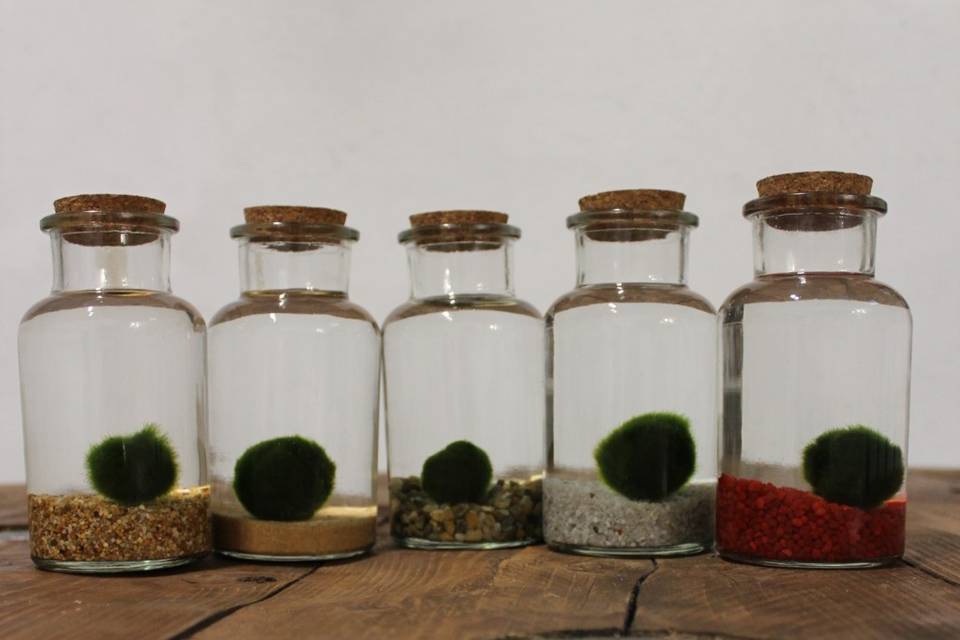 Marimo