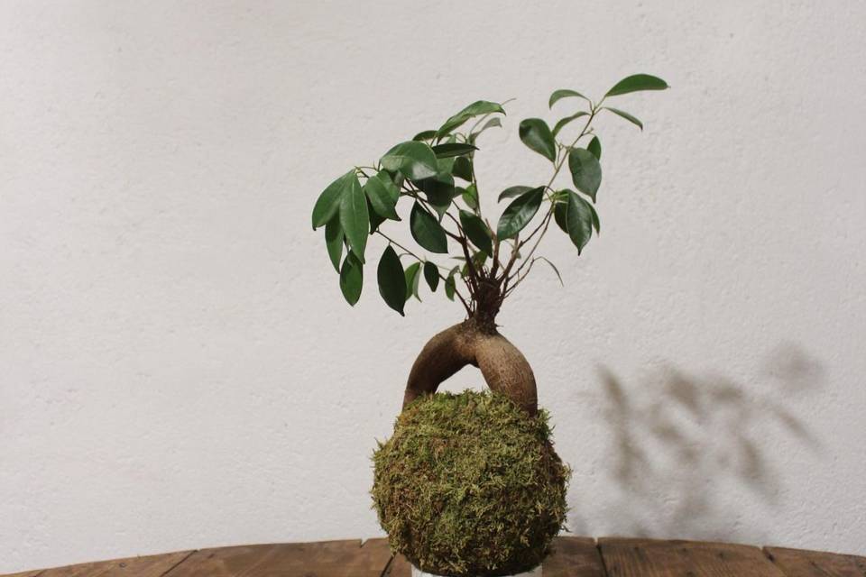 Kokedama Ficus ginseng