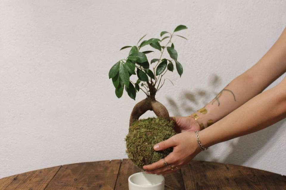 Kokedama Ficus ginseng