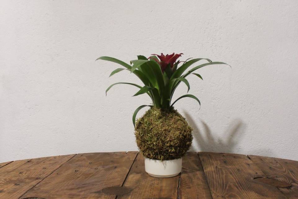 Kokedama Gusmania