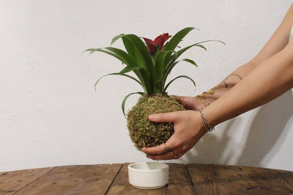 Kokedama Gusmania